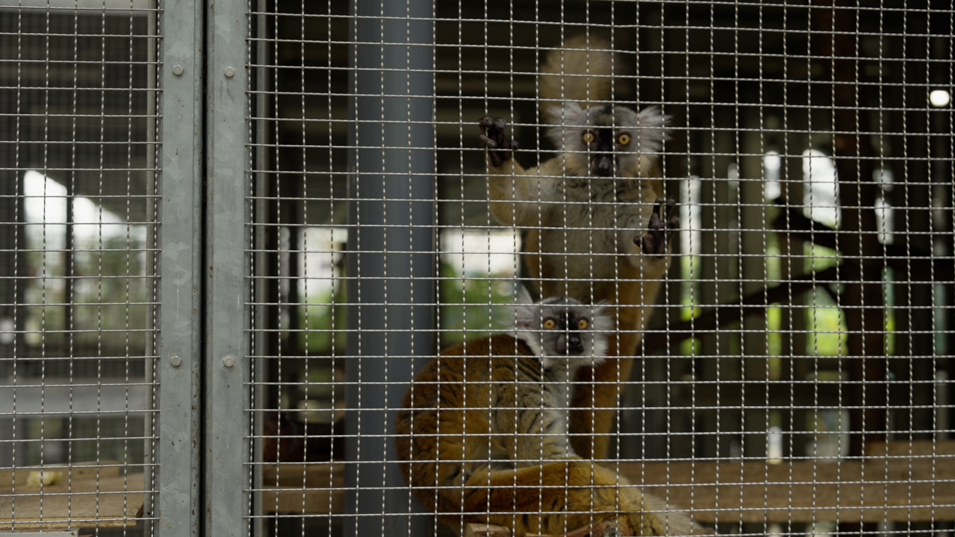 lemur